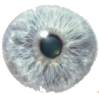Oog Pupil Iris